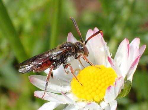 Réf. 275 818 : Nomada sp.